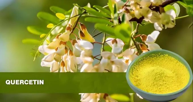 Растительный экстракт Кверцетин порошок 98% Sophora Japonica экстракт CAS 117-39-5 0